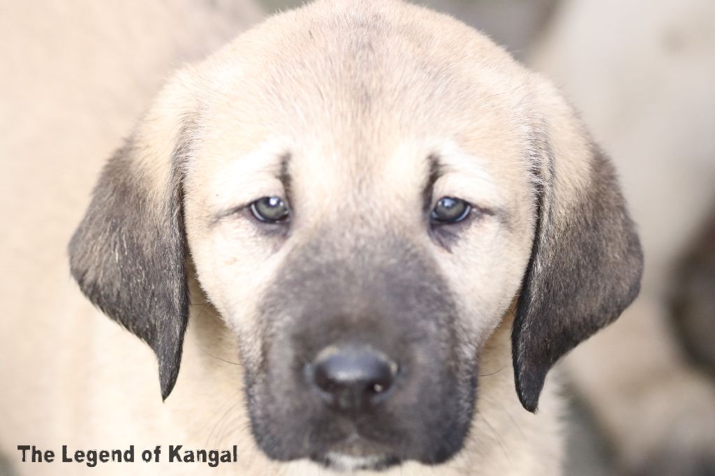 The Legend Of Kangal - Chiot disponible  - Berger Kangal