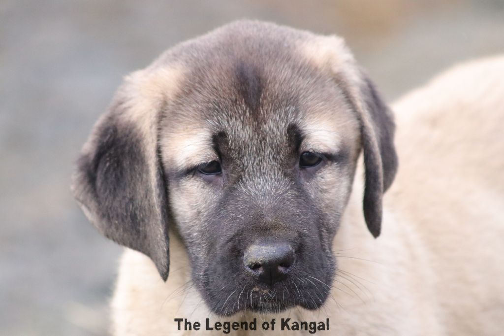 The Legend Of Kangal - Chiot disponible  - Berger Kangal