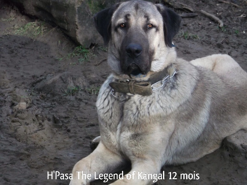 H'pasa The Legend Of Kangal