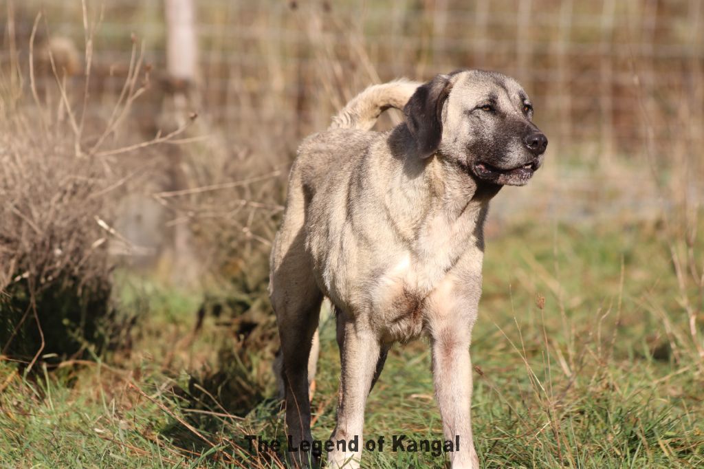 Pelin kangal Titre Initial