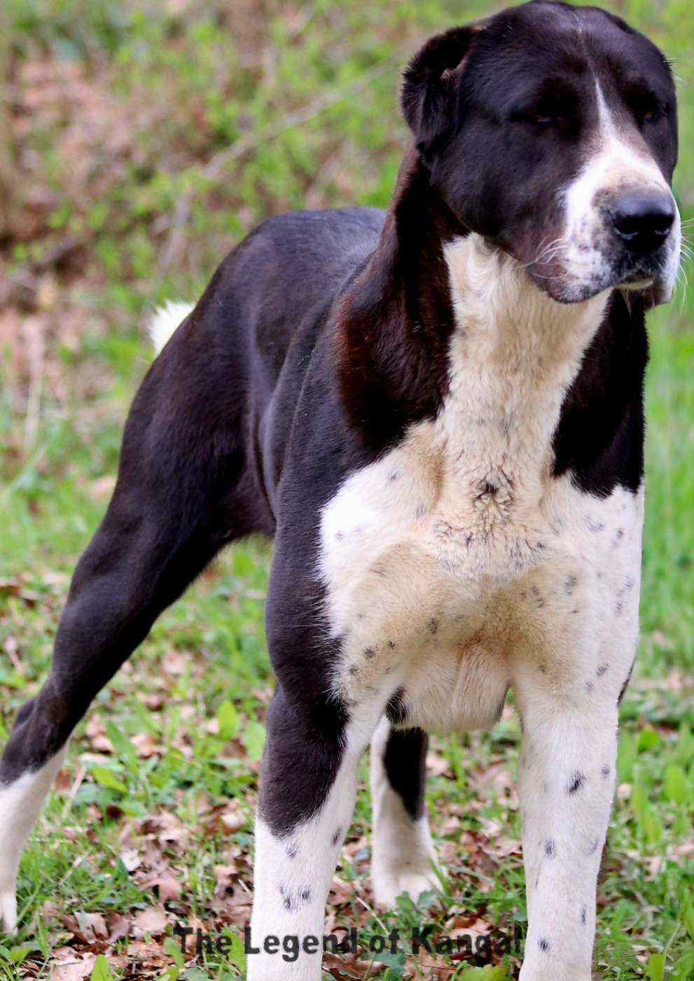 Raven alabai The Legend Of Kangal