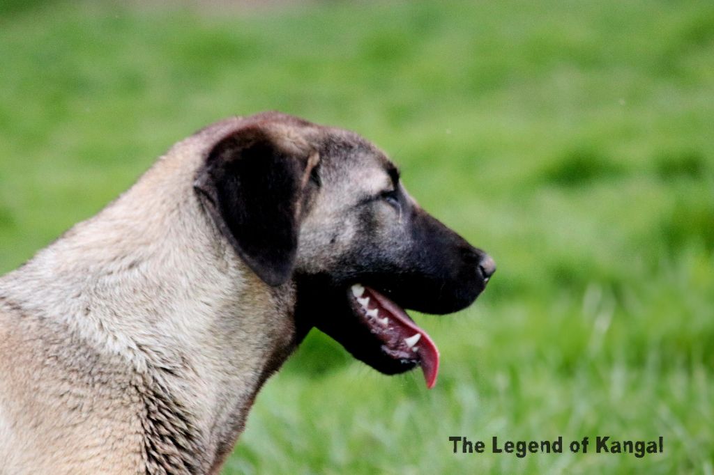 Feliz panter The Legend Of Kangal