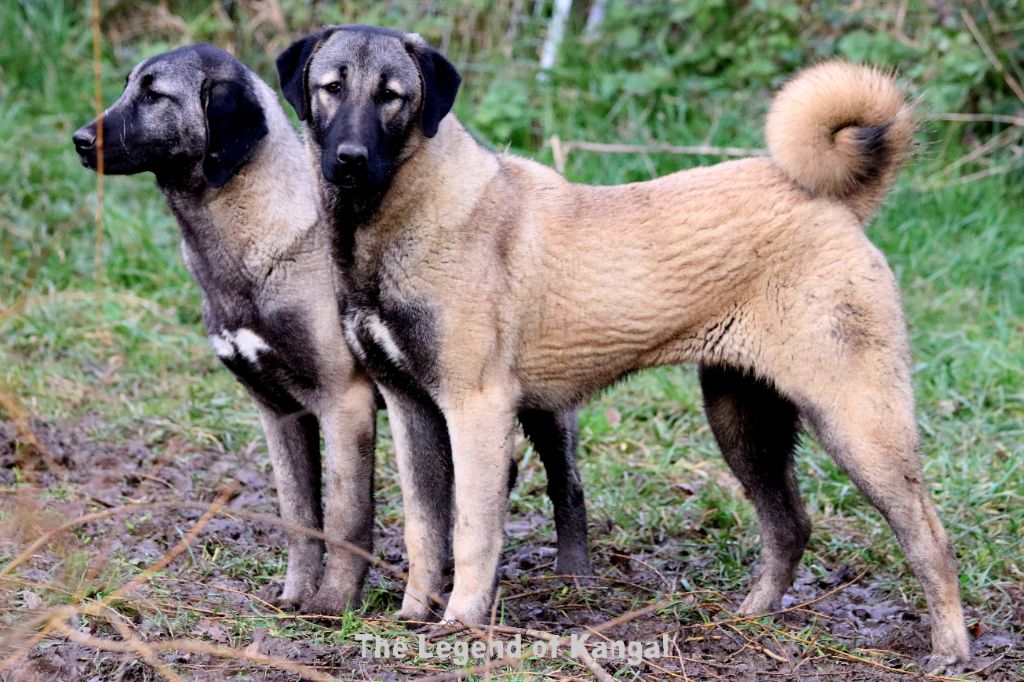 Jefa panter The Legend Of Kangal