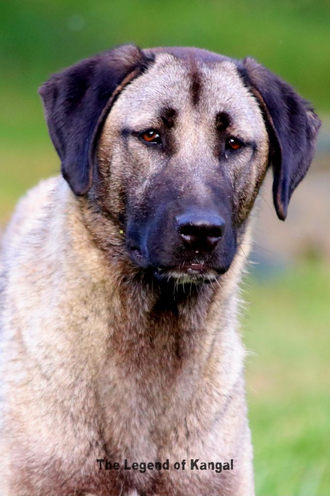 Sereno ay panter The Legend Of Kangal