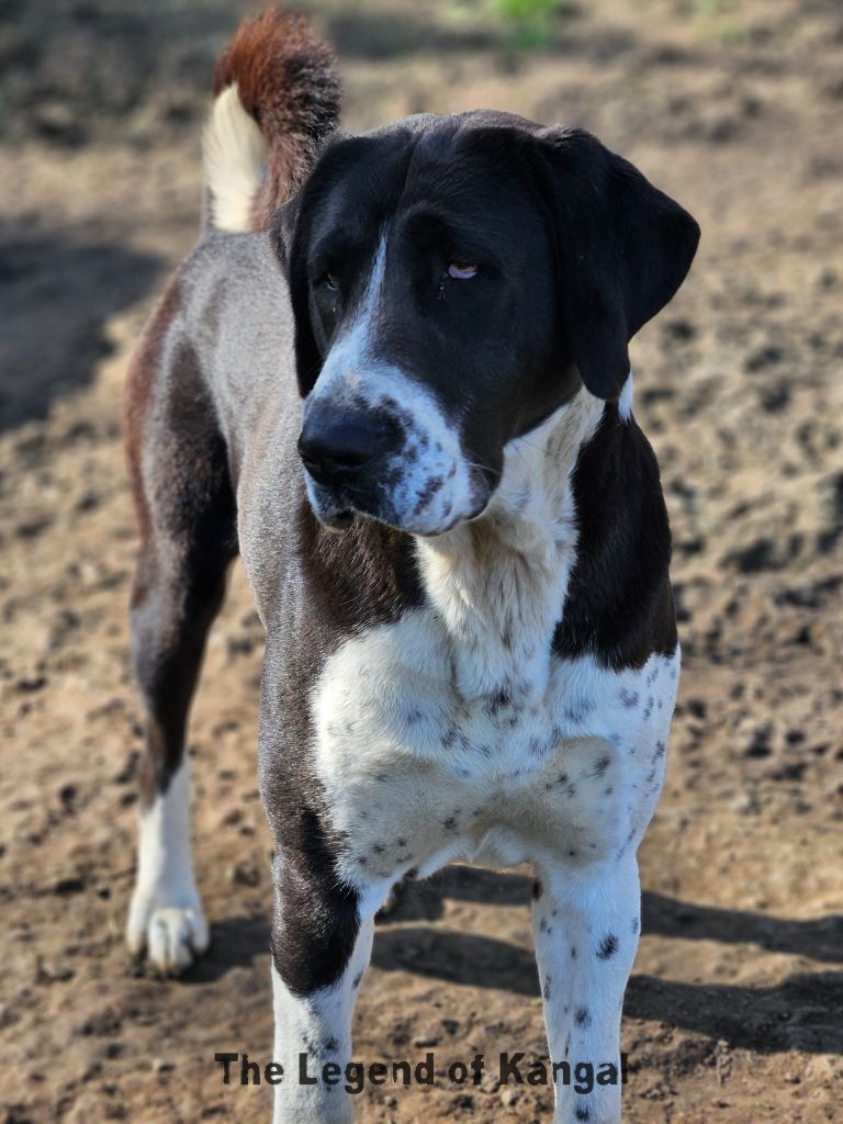 Raven alabai The Legend Of Kangal