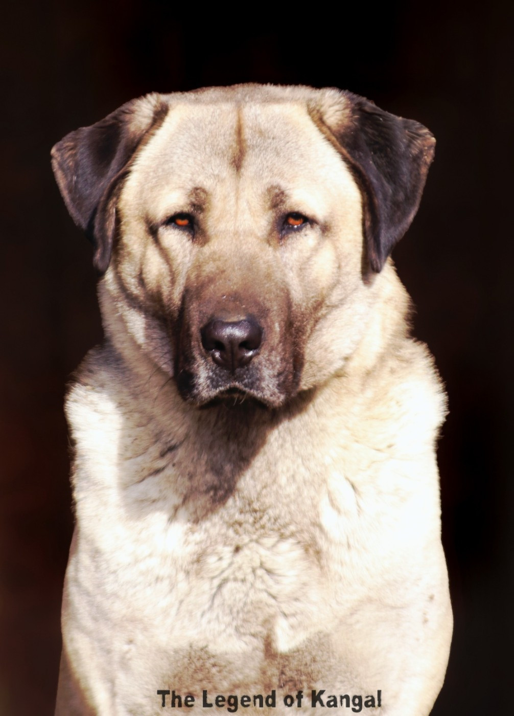 KARA PANTER The Legend Of Kangal