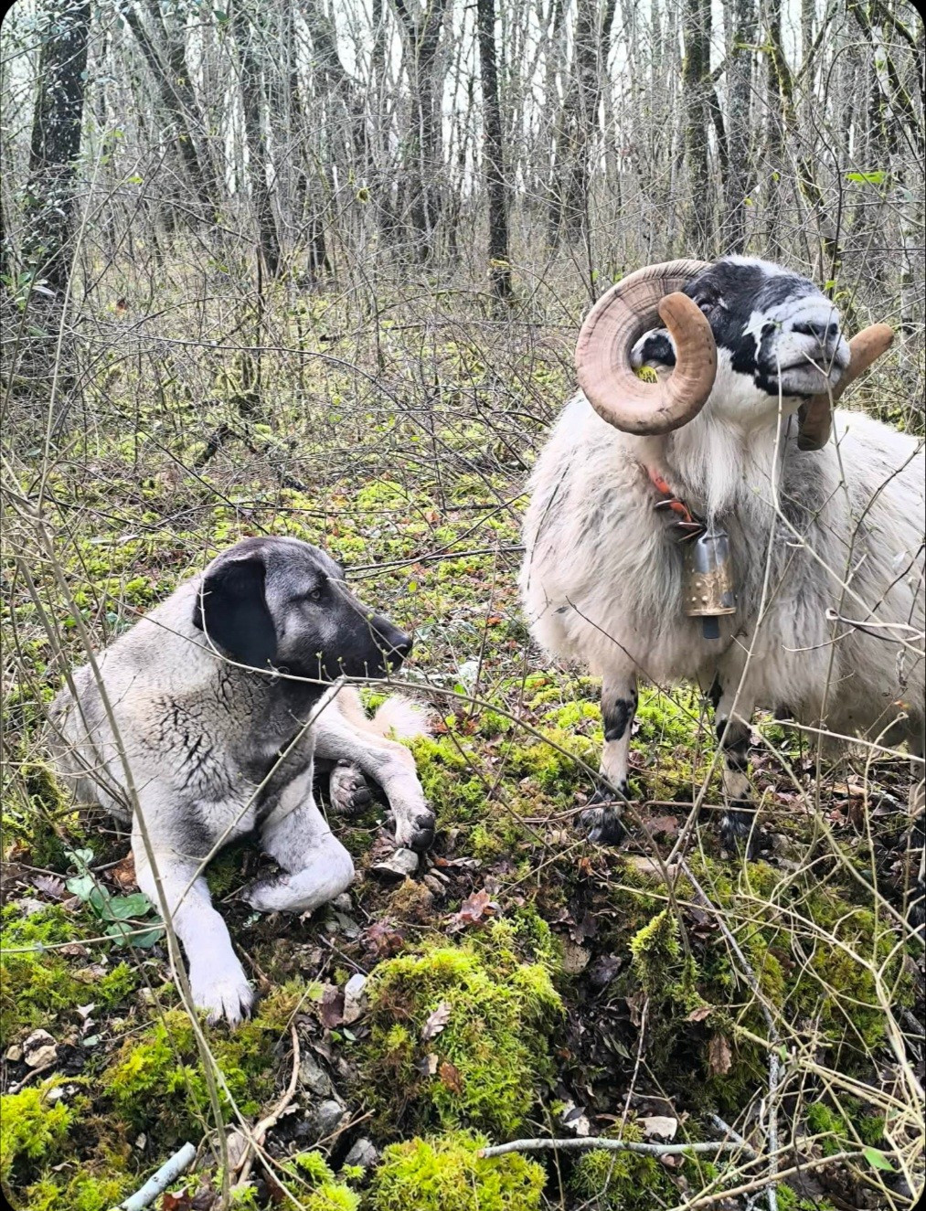 Aylin panter The Legend Of Kangal