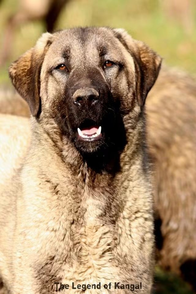 Isyanci Panter The Legend Of Kangal