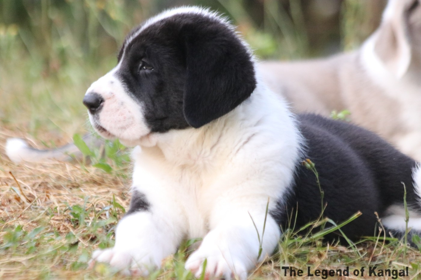 Yevgeny Alabai The Legend Of Kangal