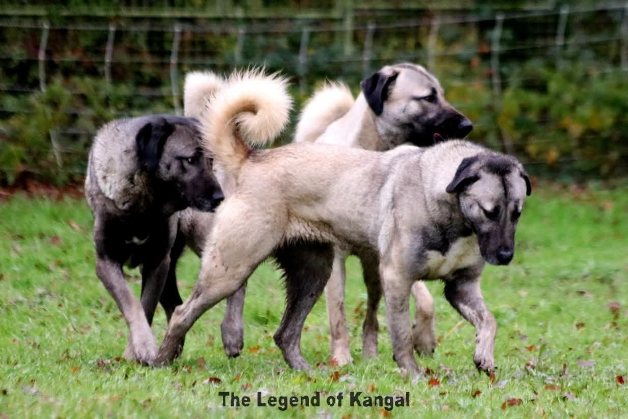 Cerren panter The Legend Of Kangal