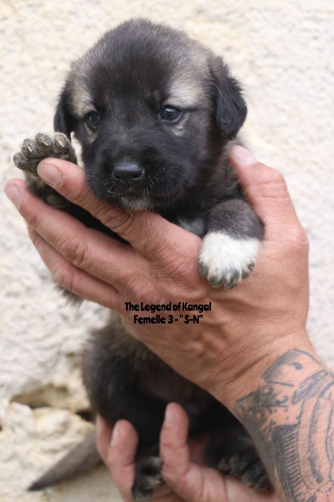 The Legend Of Kangal - Chiots disponibles - Berger Kangal