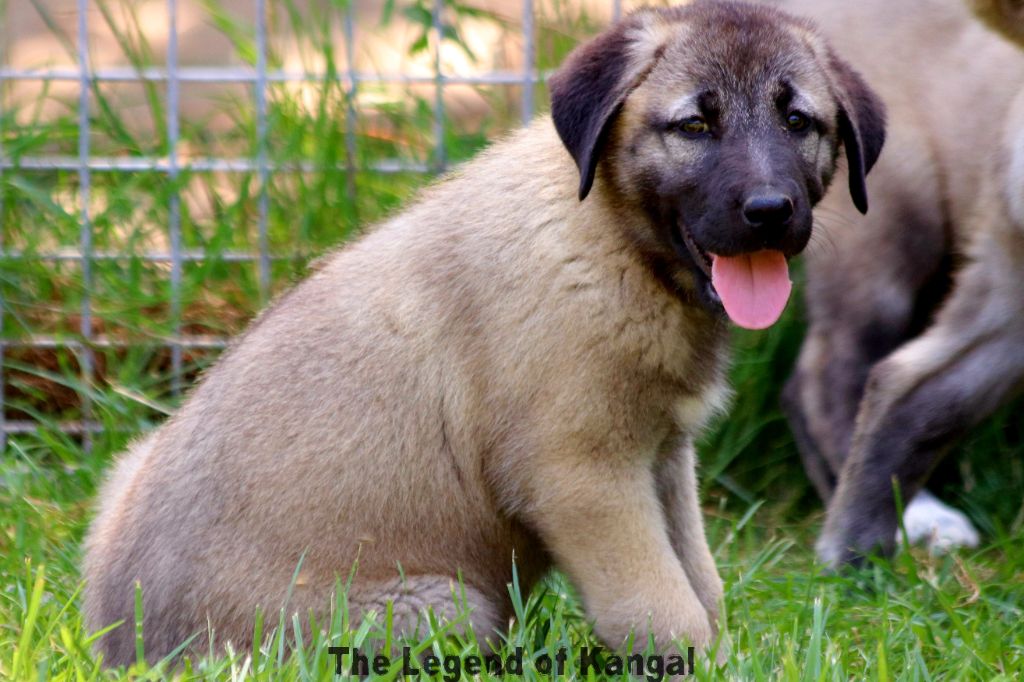The Legend Of Kangal - Chiots disponibles - Berger Kangal