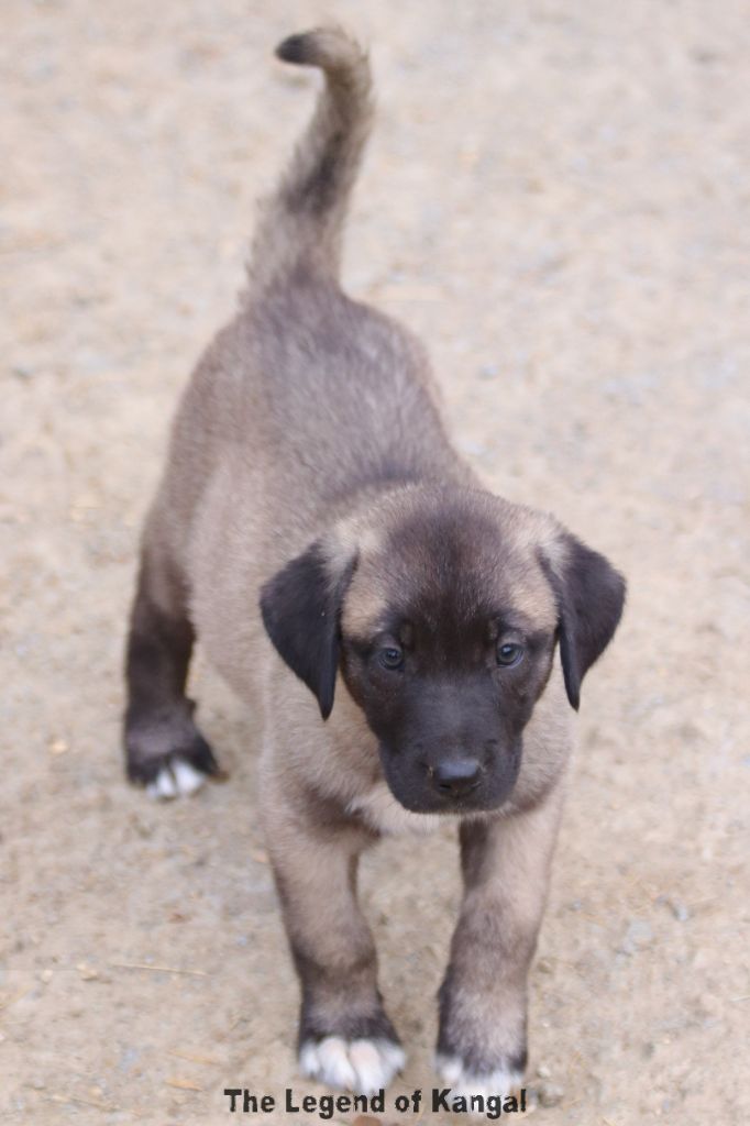 The Legend Of Kangal - Chiots disponibles - Berger Kangal