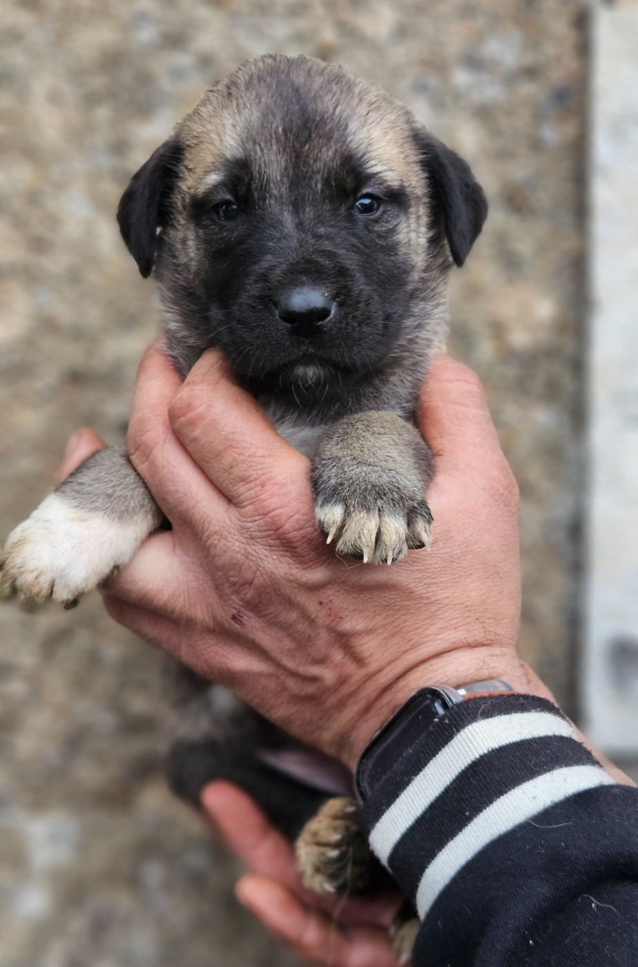 The Legend Of Kangal - Chiots disponibles - Berger Kangal