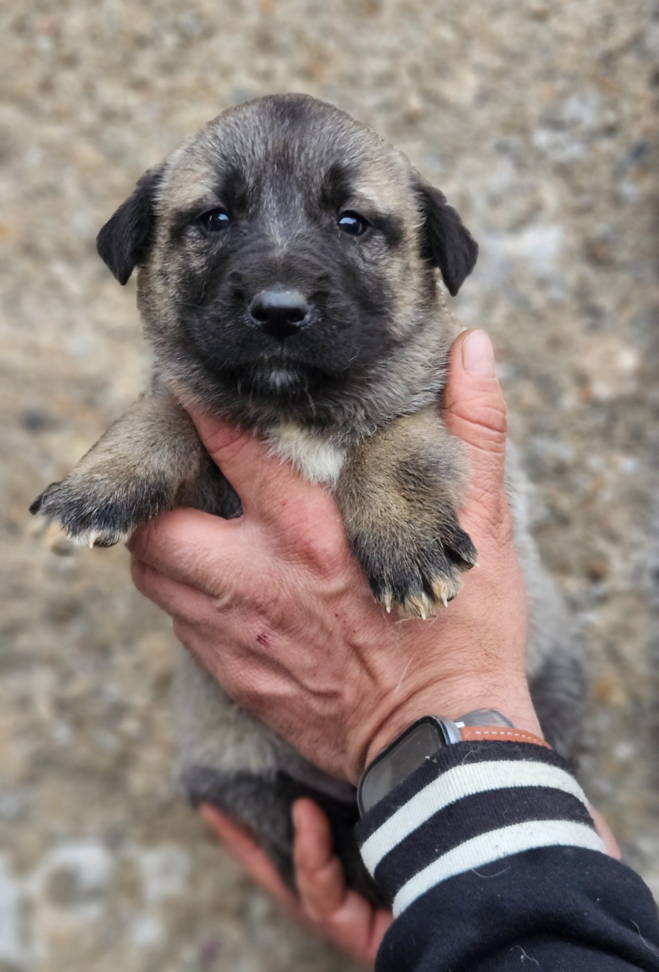 The Legend Of Kangal - Chiots disponibles - Berger Kangal