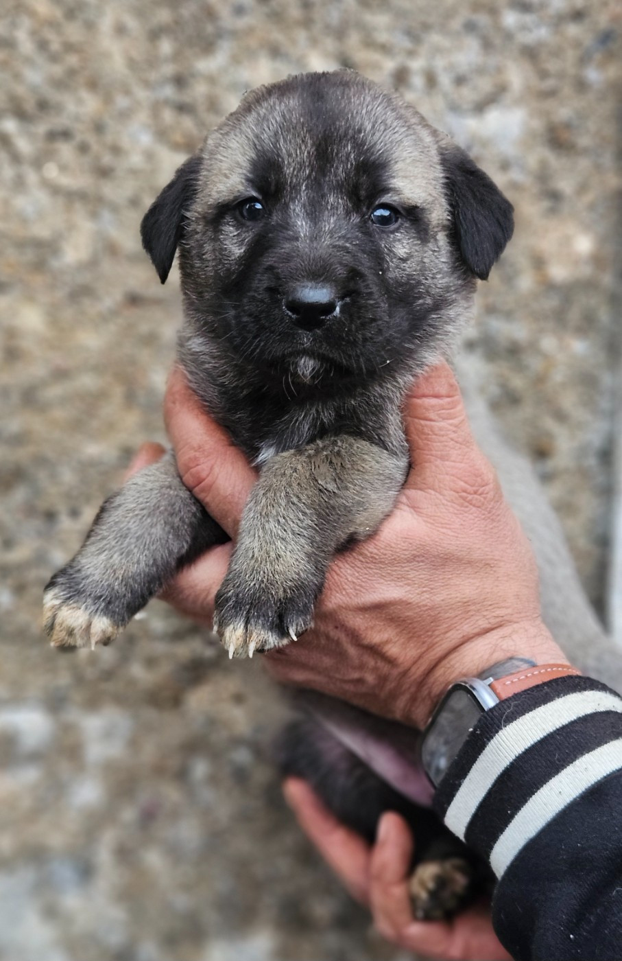 The Legend Of Kangal - Chiots disponibles - Berger Kangal