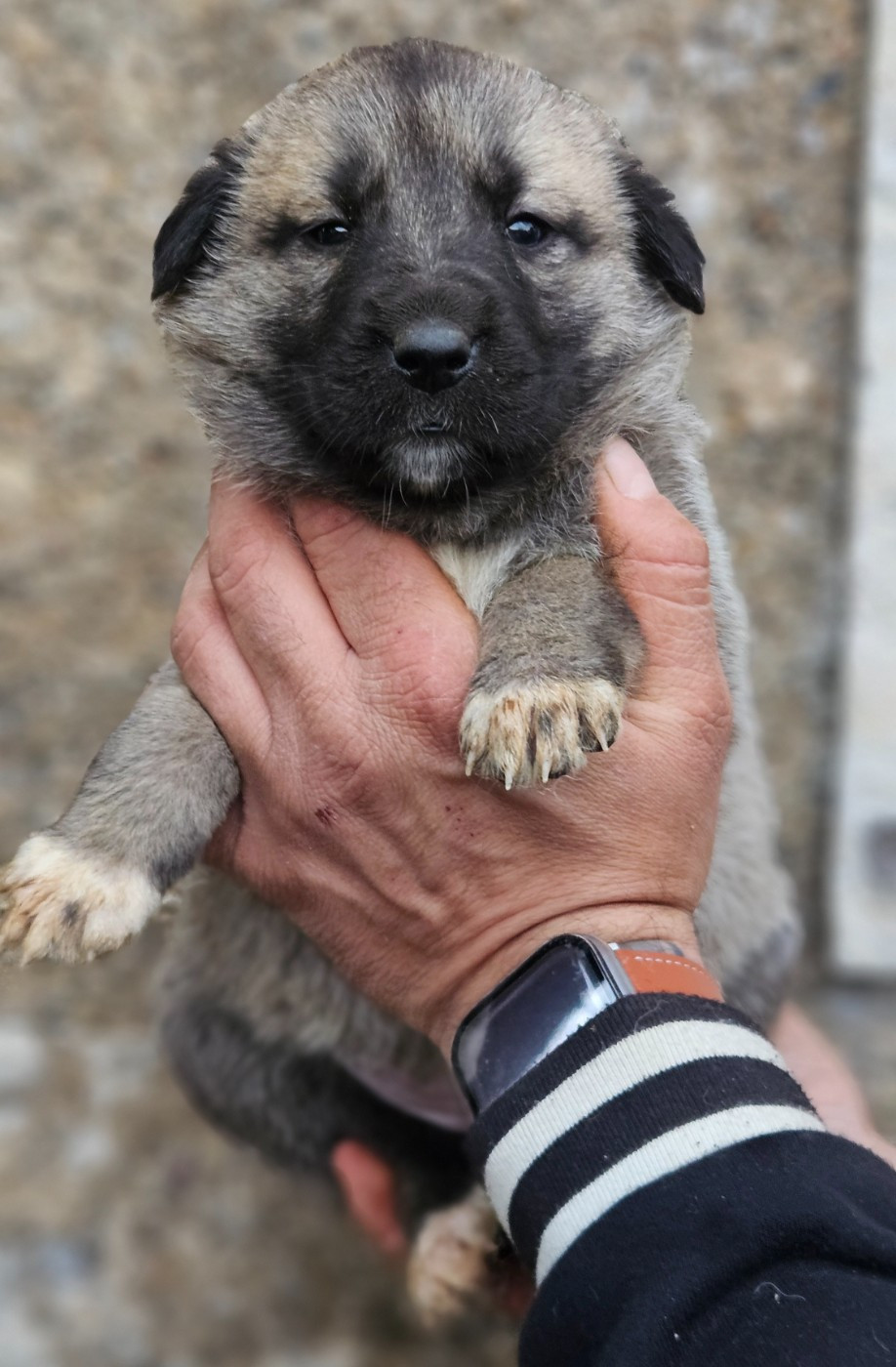The Legend Of Kangal - Chiots disponibles - Berger Kangal