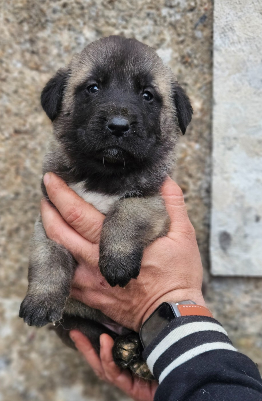 The Legend Of Kangal - Chiots disponibles - Berger Kangal