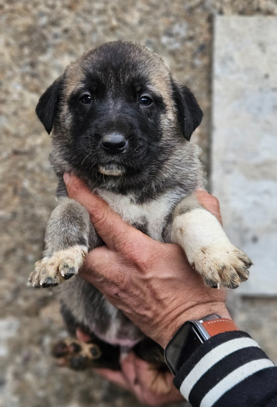The Legend Of Kangal - Chiots disponibles - Berger Kangal