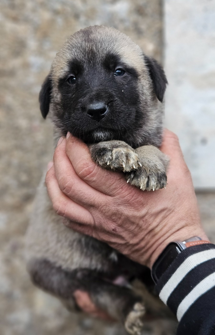The Legend Of Kangal - Chiots disponibles - Berger Kangal