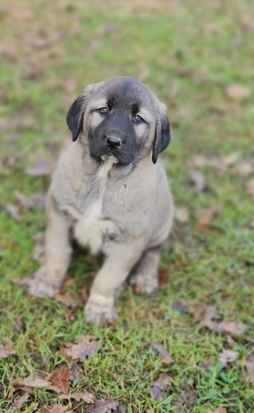 The Legend Of Kangal - Chiots disponibles - Berger Kangal