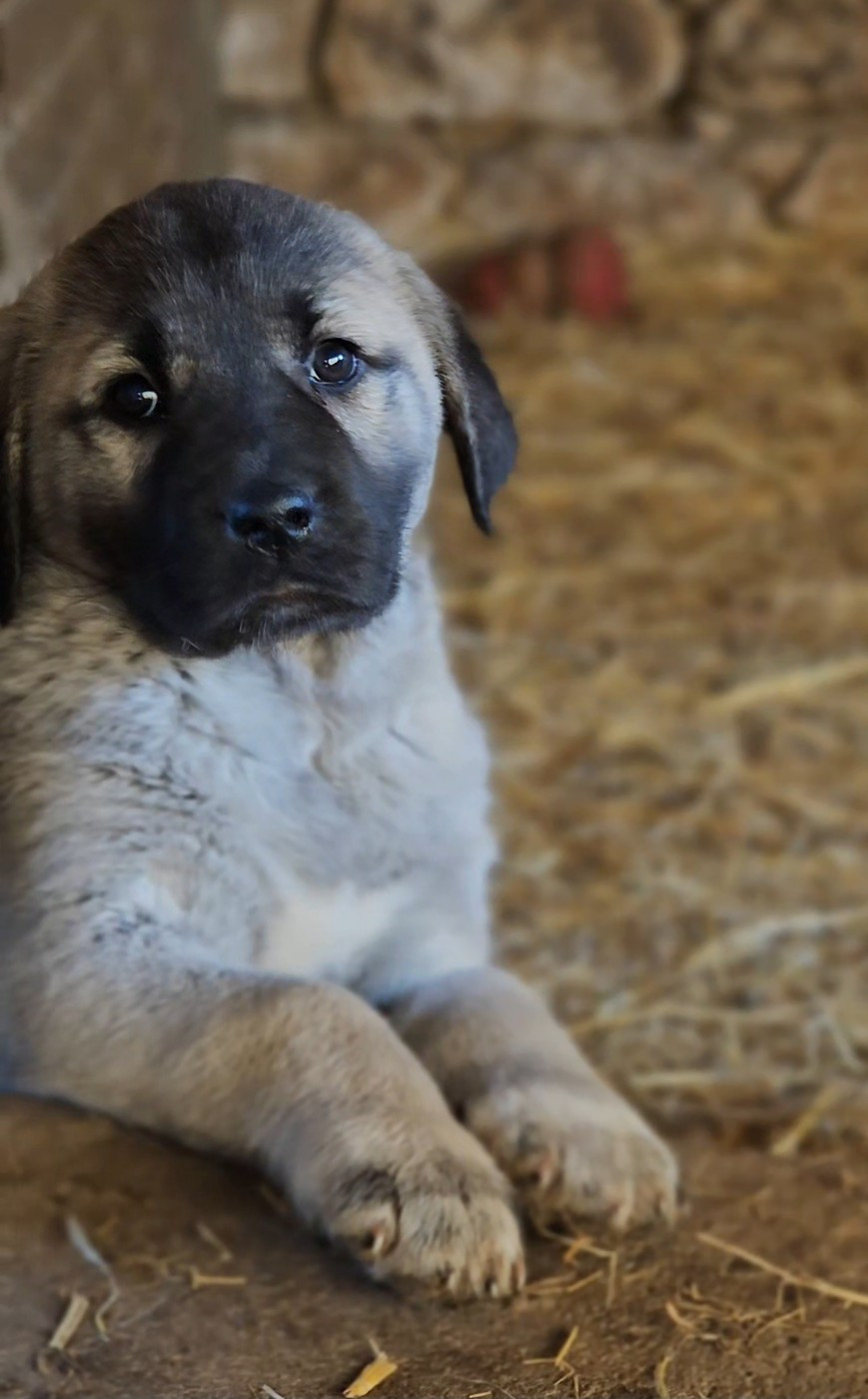 The Legend Of Kangal - Chiots disponibles - Berger Kangal
