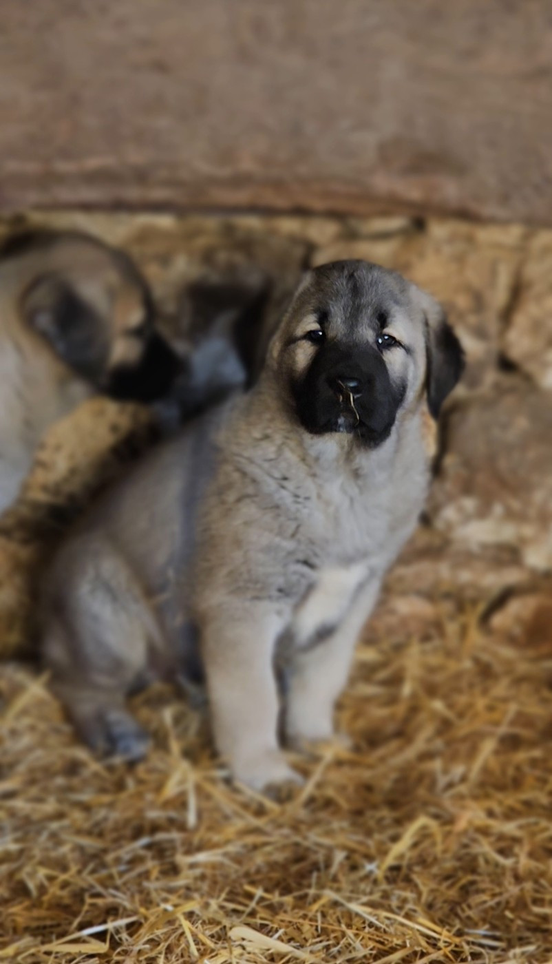 The Legend Of Kangal - Chiots disponibles - Berger Kangal