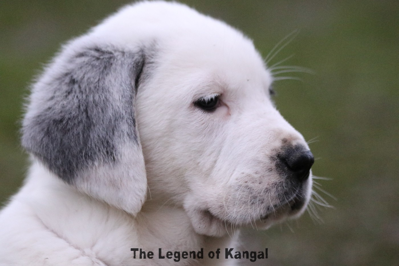 The Legend Of Kangal - Chiots disponibles - Berger d'Asie Centrale