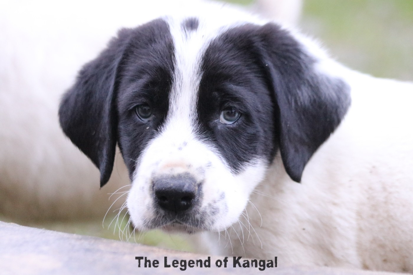 The Legend Of Kangal - Chiots disponibles - Berger d'Asie Centrale
