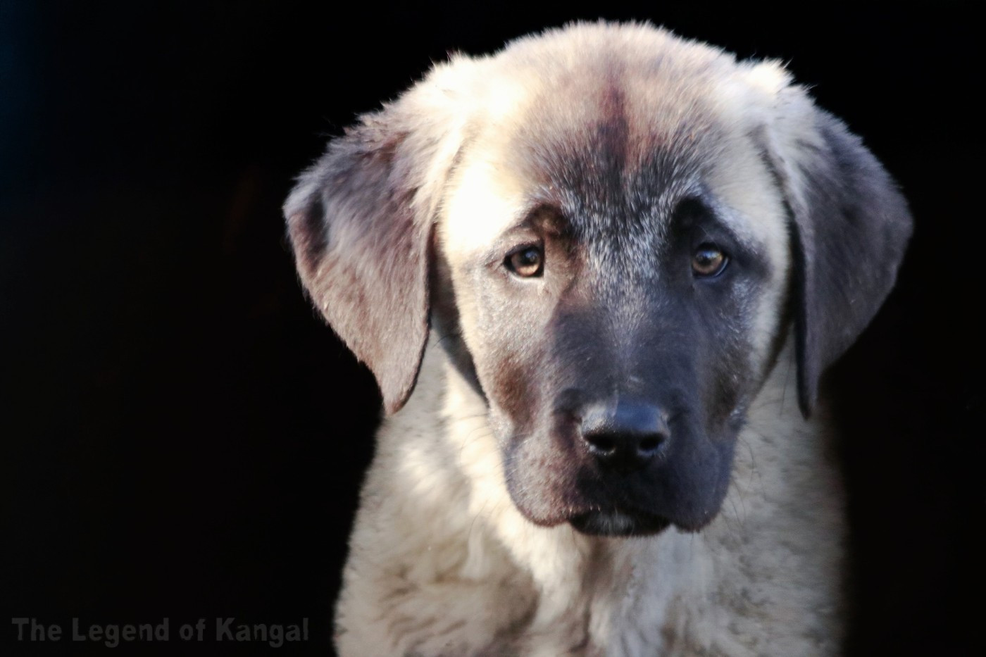 The Legend Of Kangal - Chiots disponibles - Berger Kangal