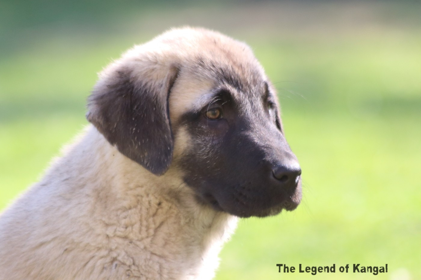 The Legend Of Kangal - Chiots disponibles - Berger Kangal