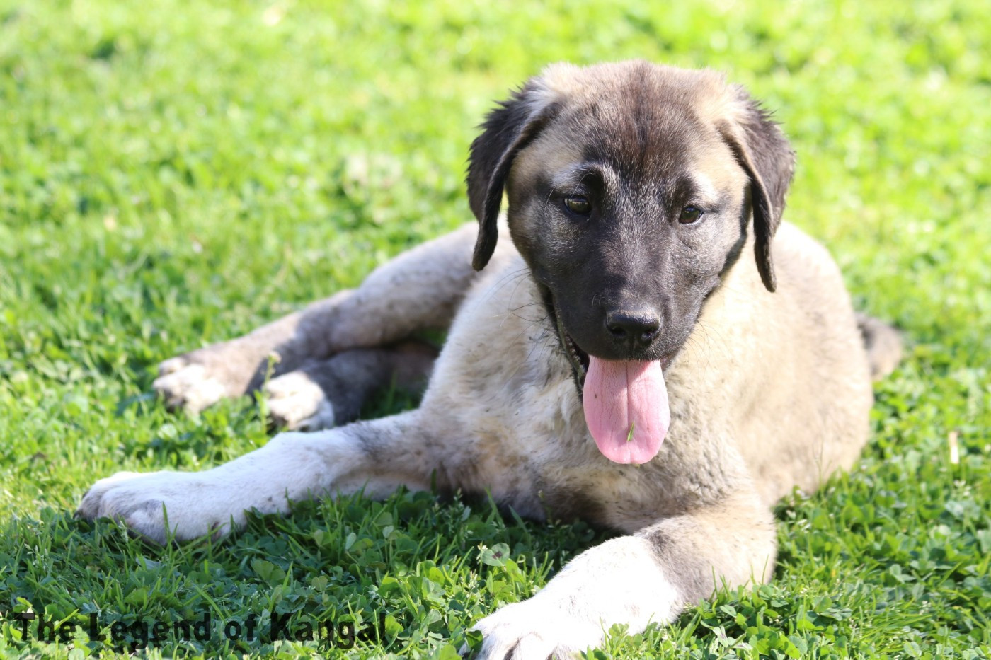 The Legend Of Kangal - Chiots disponibles - Berger Kangal