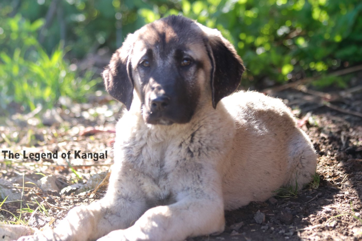 The Legend Of Kangal - Chiots disponibles - Berger Kangal