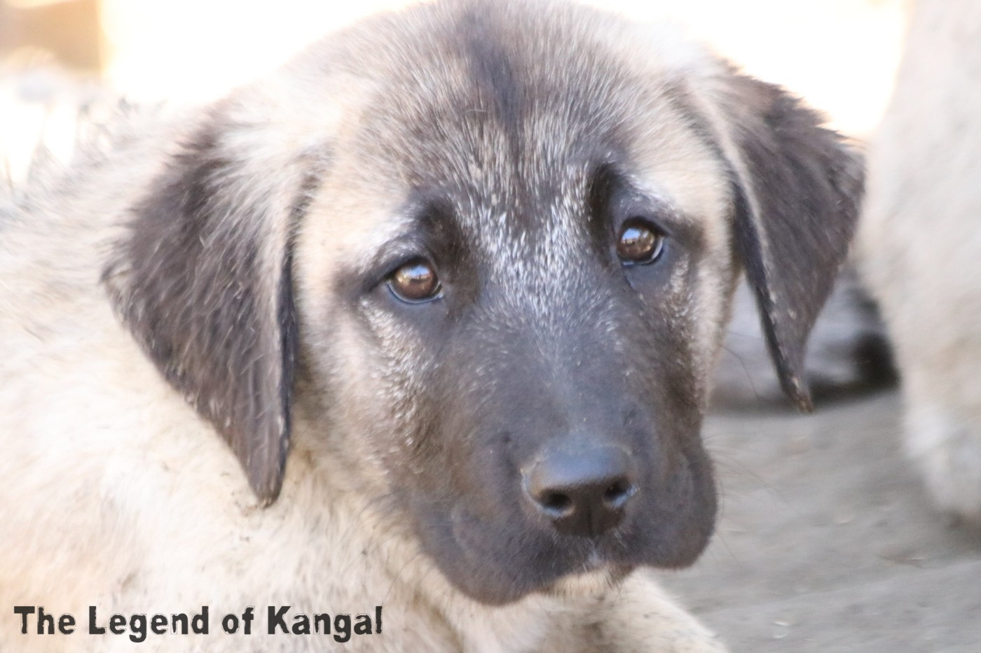 The Legend Of Kangal - Chiots disponibles - Berger Kangal