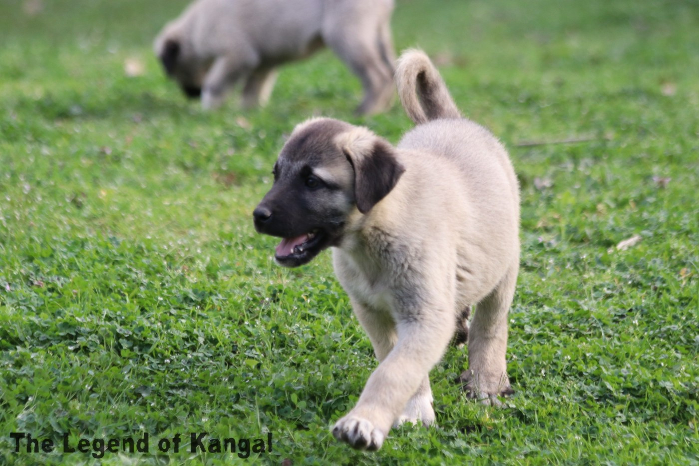 The Legend Of Kangal - Chiots disponibles - Berger Kangal