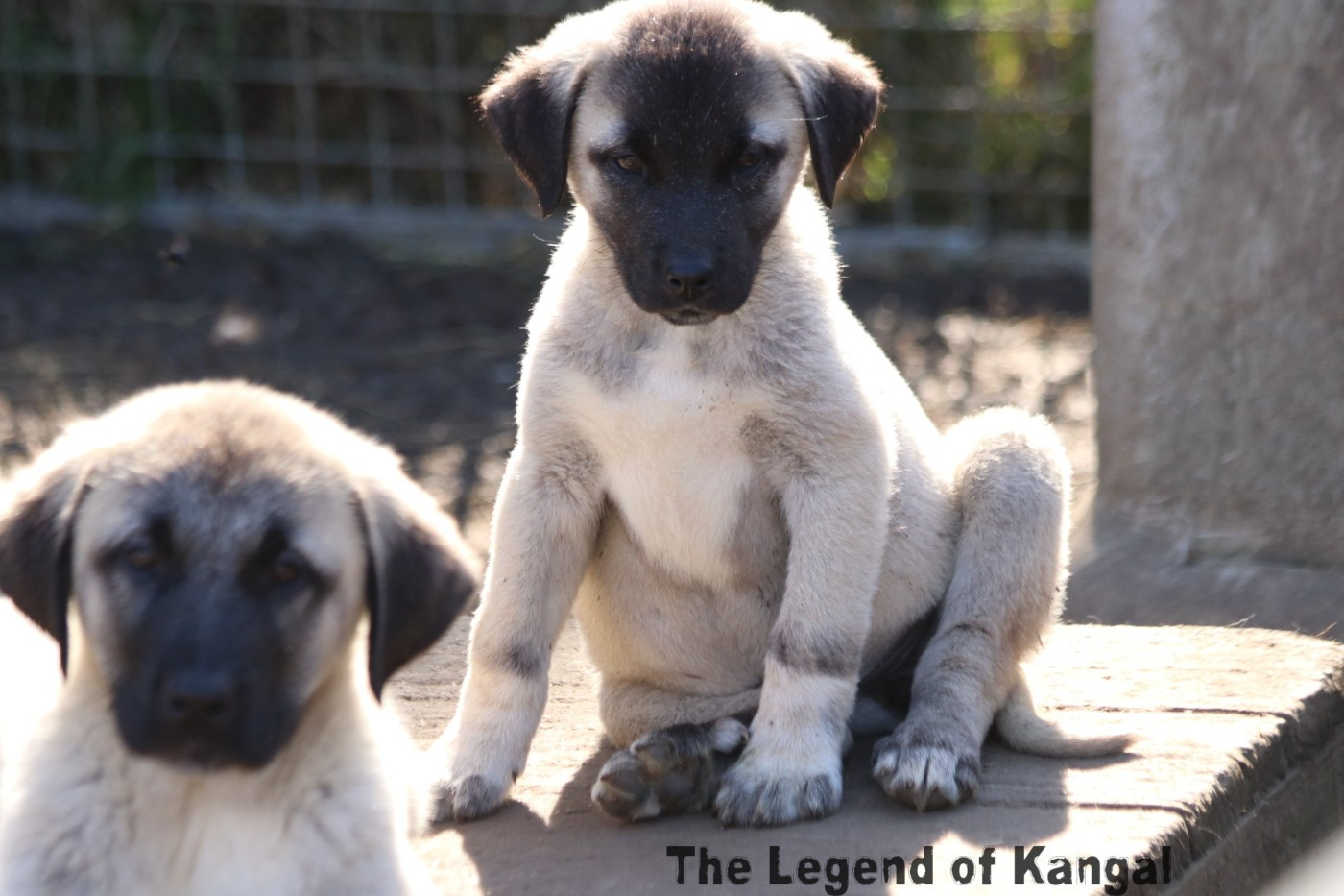 The Legend Of Kangal - Chiots disponibles - Berger Kangal