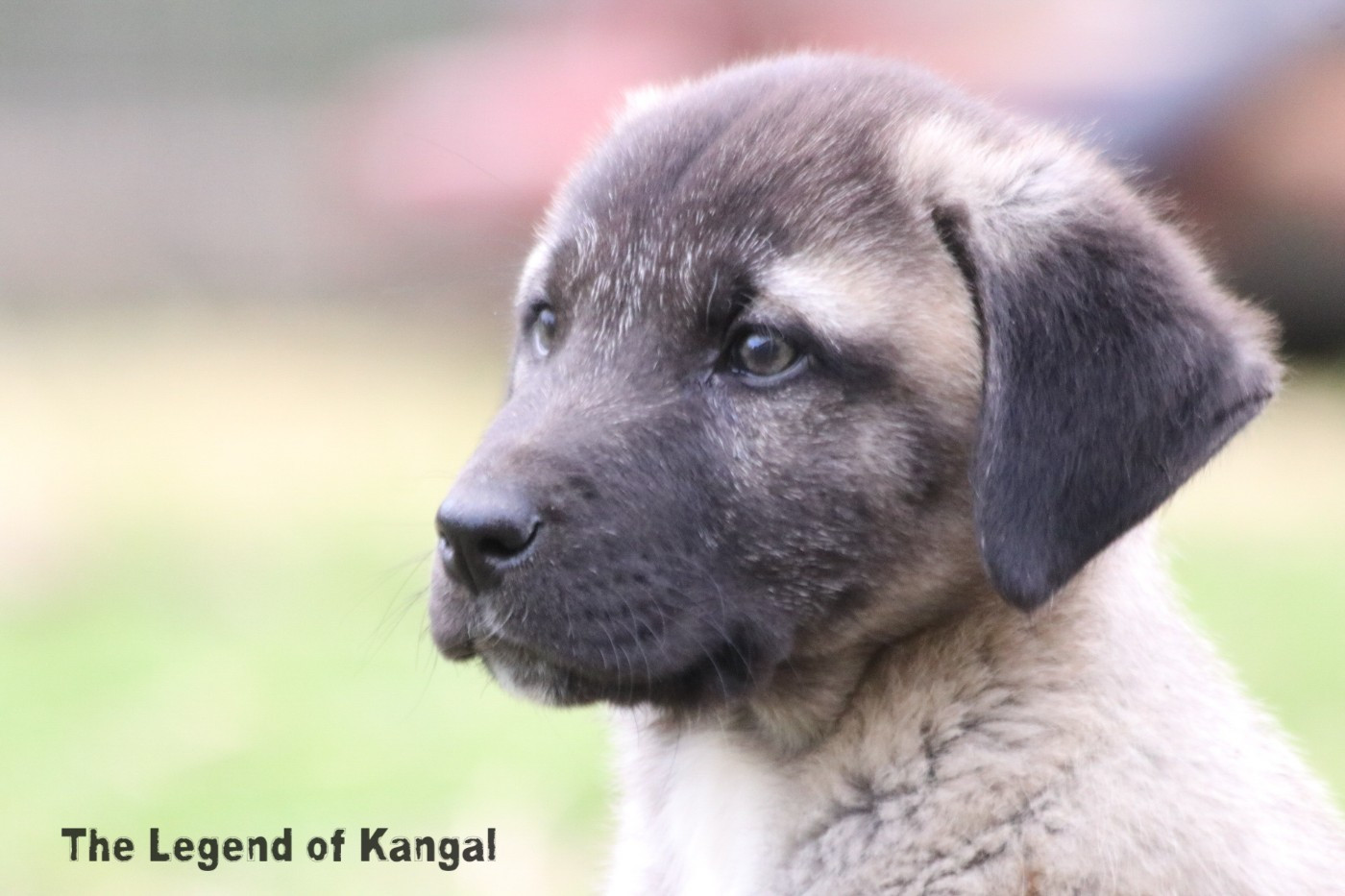 The Legend Of Kangal - Chiots disponibles - Berger Kangal