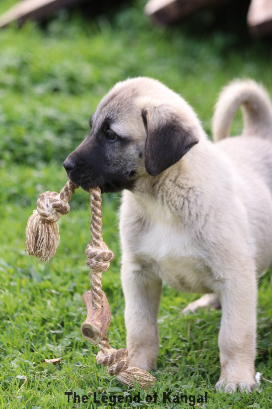 The Legend Of Kangal - Chiots disponibles - Berger Kangal