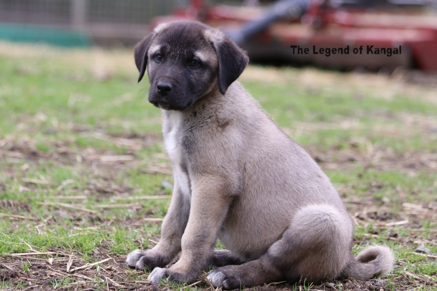 The Legend Of Kangal - Chiots disponibles - Berger Kangal