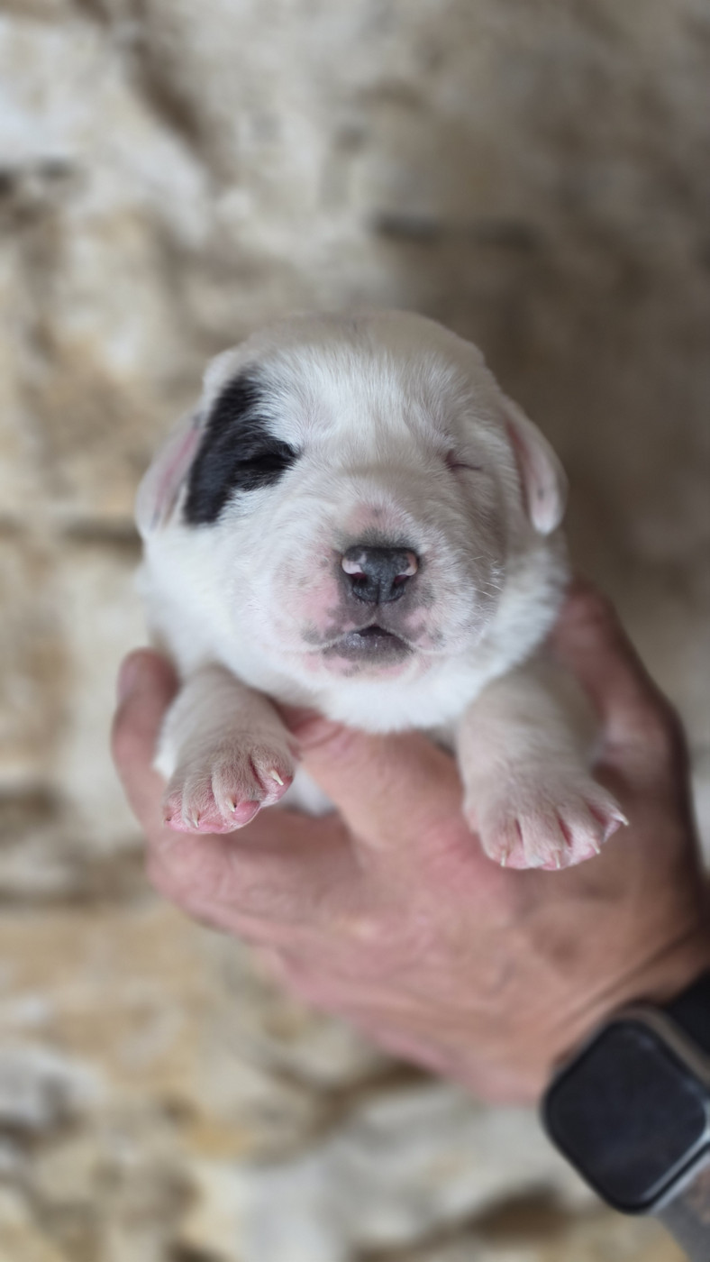 The Legend Of Kangal - Chiots disponibles - Berger d'Asie Centrale