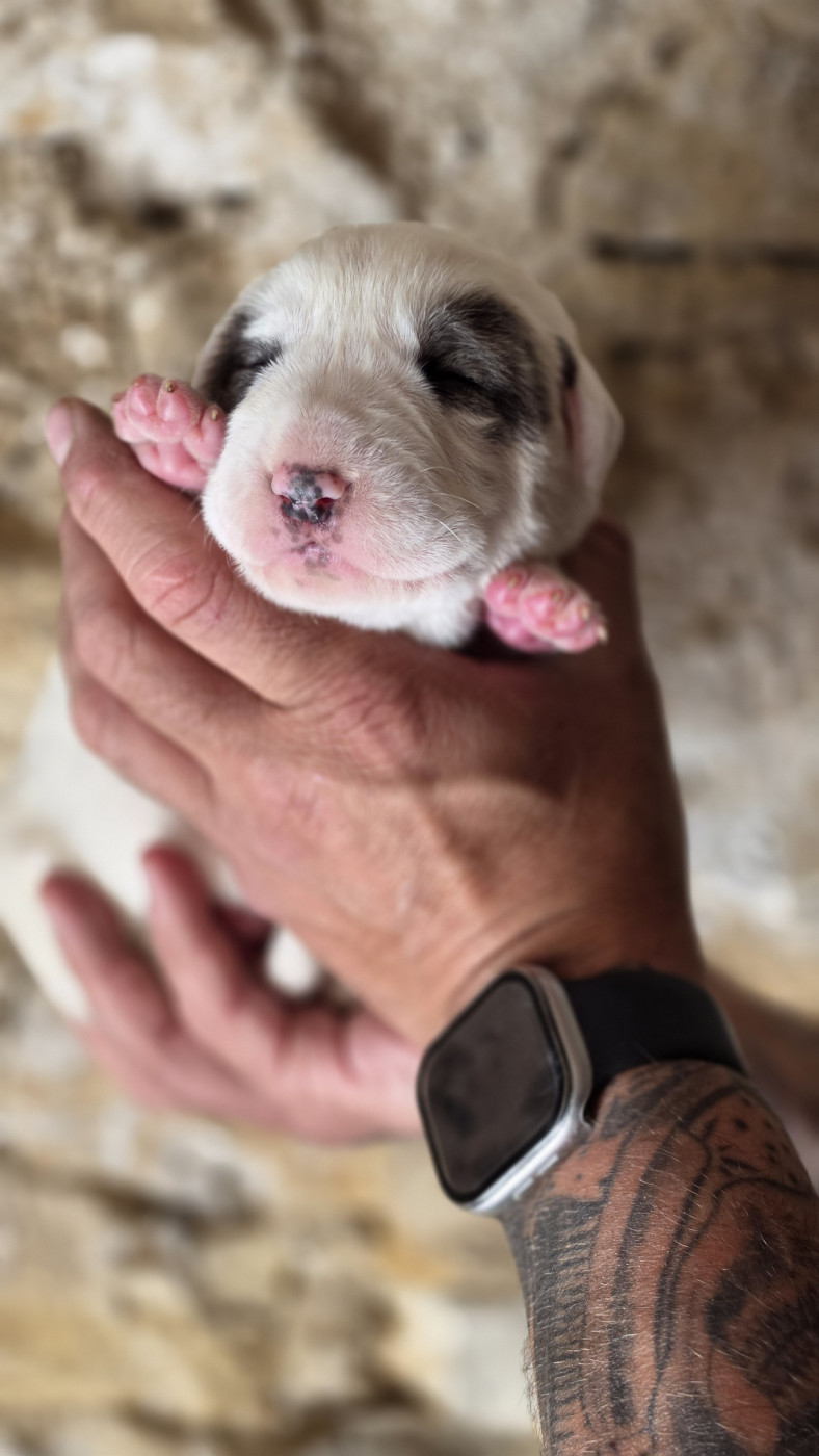 The Legend Of Kangal - Chiots disponibles - Berger d'Asie Centrale