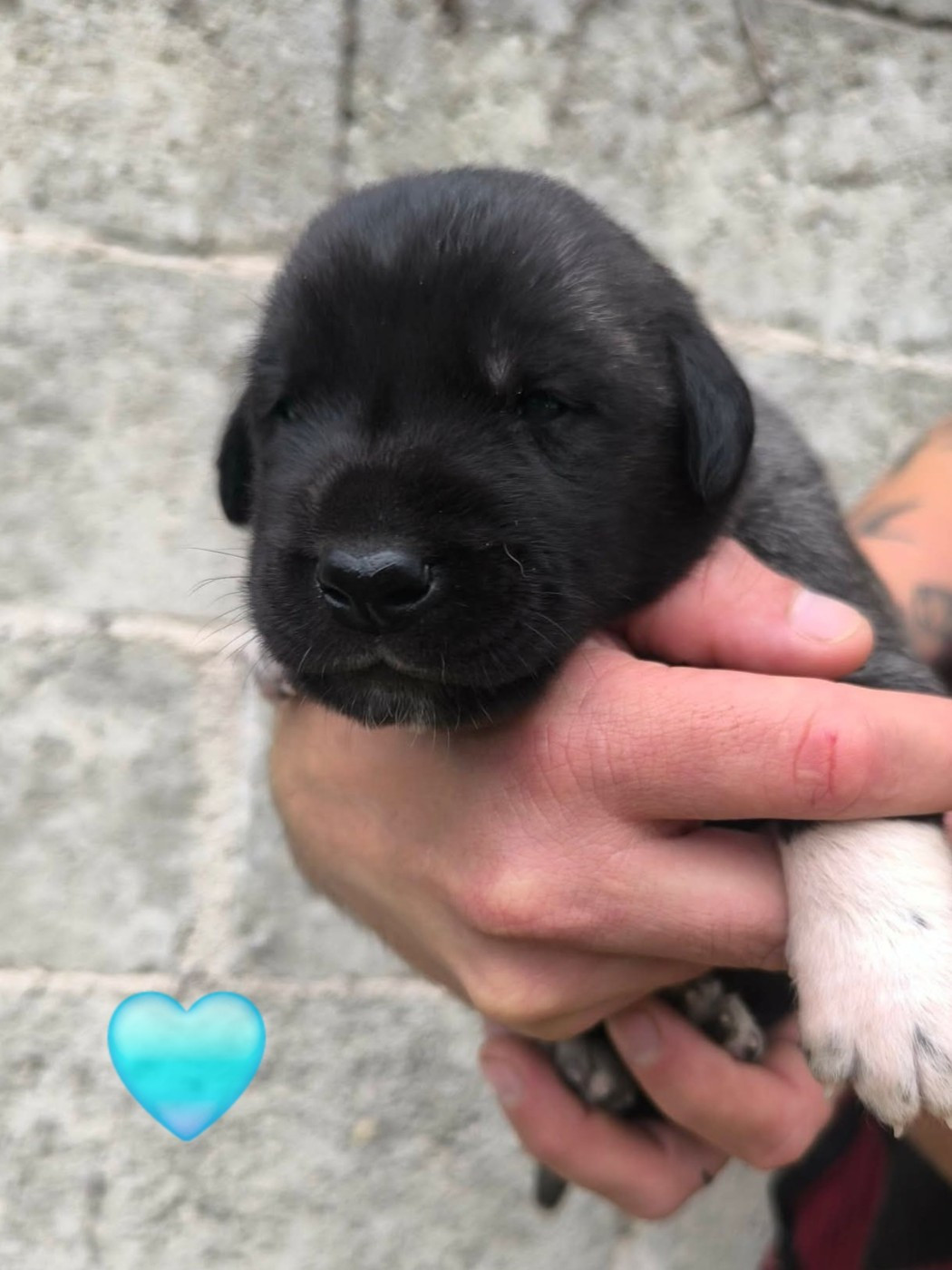 The Legend Of Kangal - Chiots disponibles - Berger Kangal