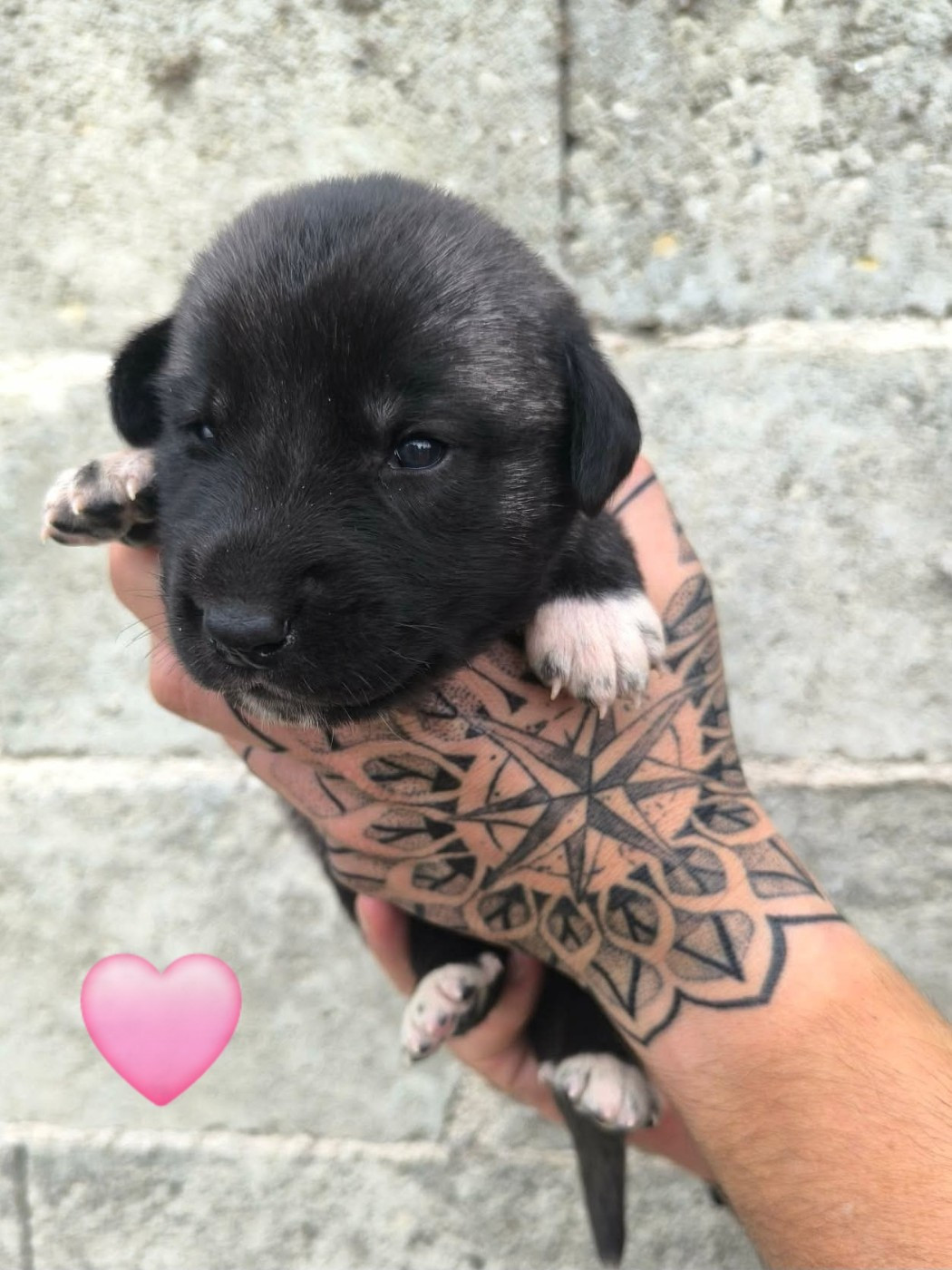 The Legend Of Kangal - Chiots disponibles - Berger Kangal