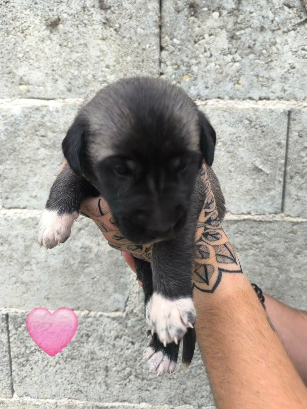 The Legend Of Kangal - Chiots disponibles - Berger Kangal