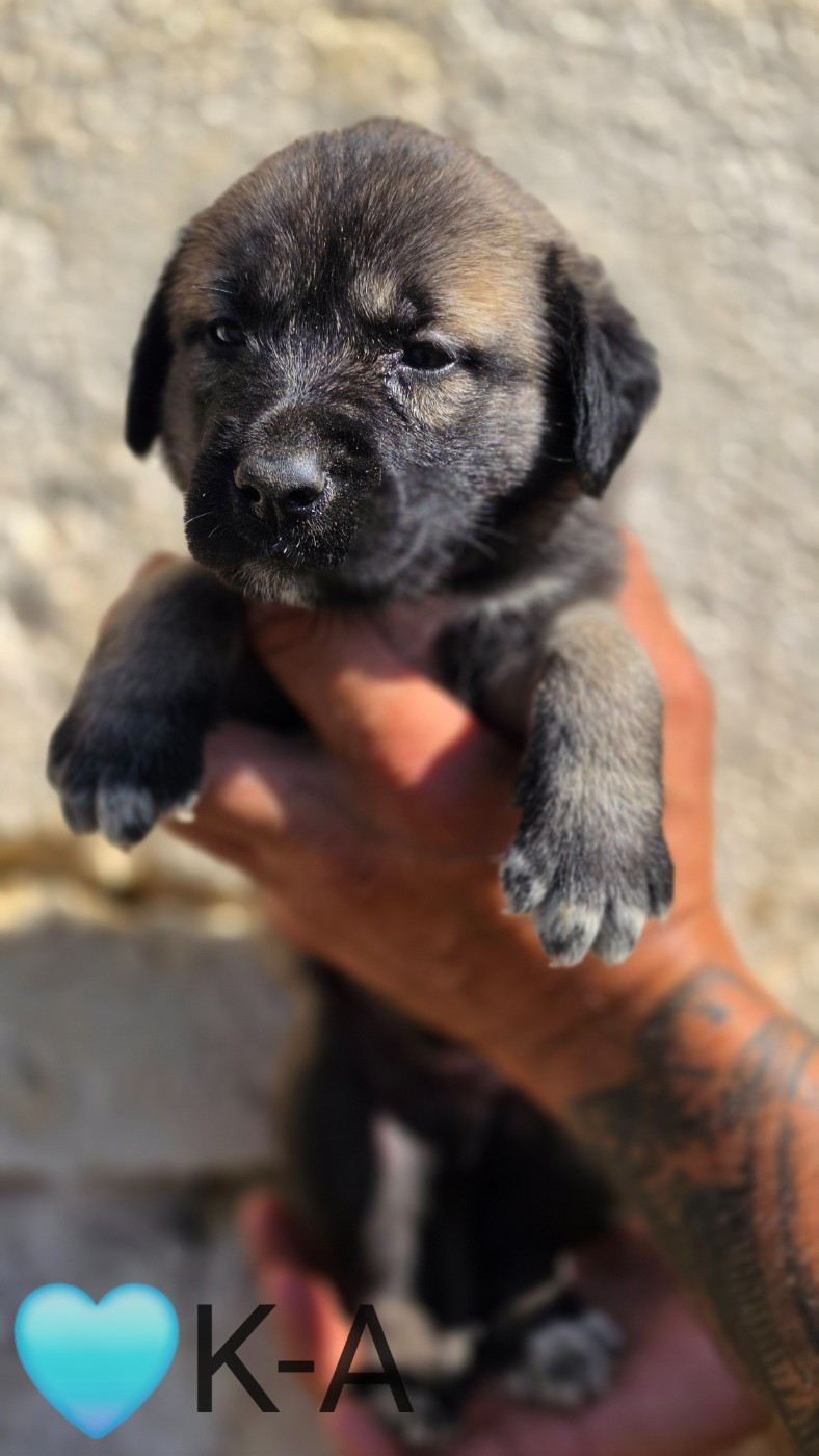 The Legend Of Kangal - Chiots disponibles - Berger Kangal
