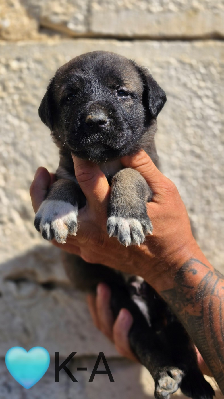 The Legend Of Kangal - Chiots disponibles - Berger Kangal