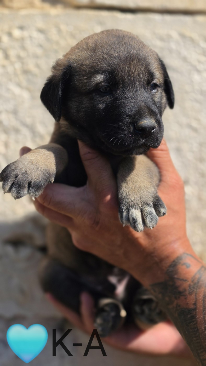 The Legend Of Kangal - Chiots disponibles - Berger Kangal