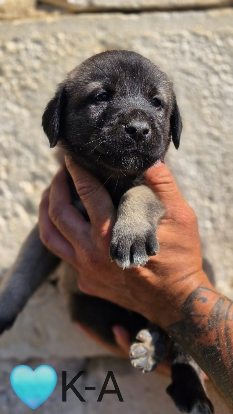 The Legend Of Kangal - Chiots disponibles - Berger Kangal