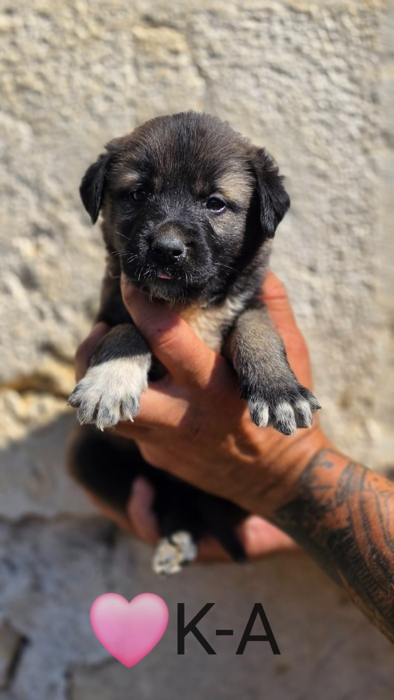 The Legend Of Kangal - Chiots disponibles - Berger Kangal