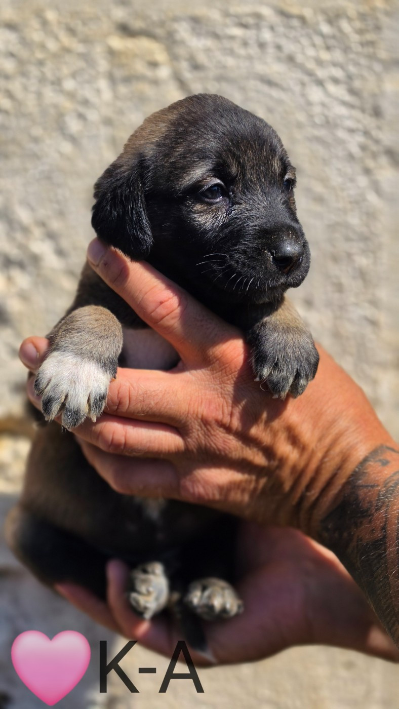 The Legend Of Kangal - Chiots disponibles - Berger Kangal